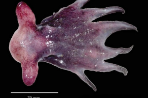 Octopus grimpe - опис, фото молюска Octopus grimpe - опис, фото молюска